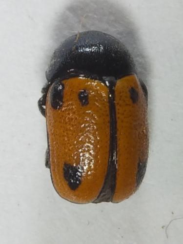 Réf. 246 001 : Cryptocephalus rugicollis